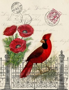 Cardinal postcard